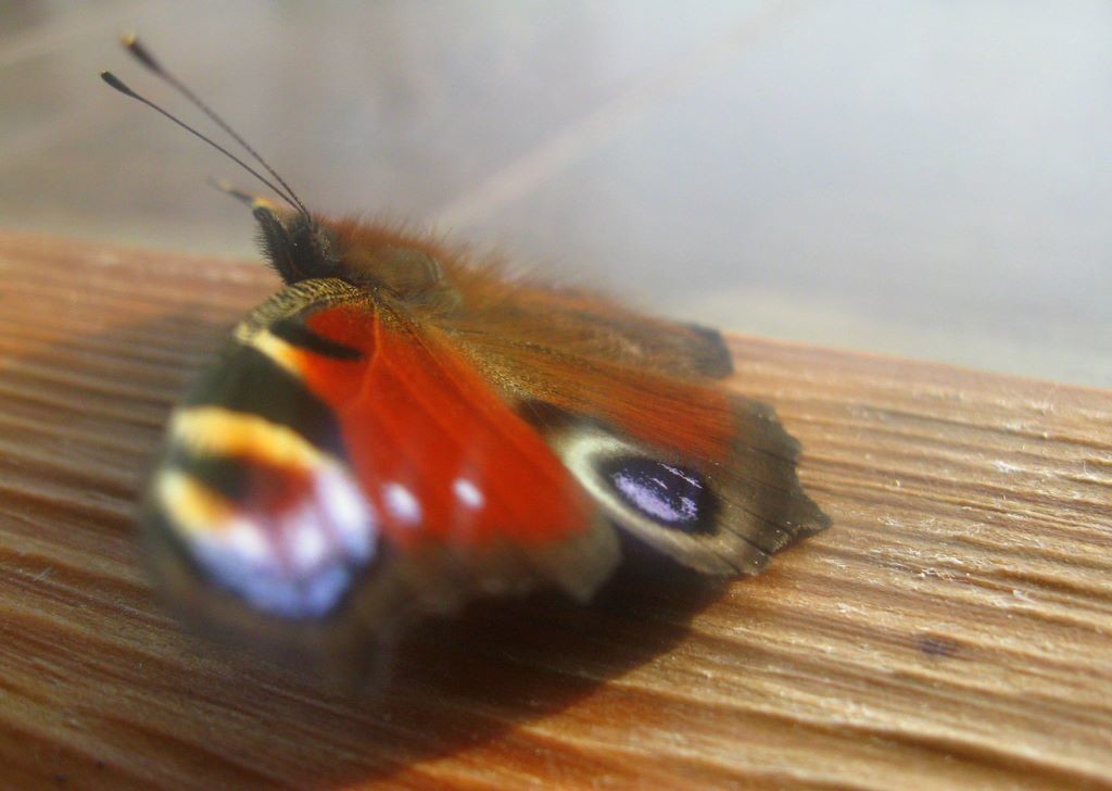 Motyl przedprzedwiosenny